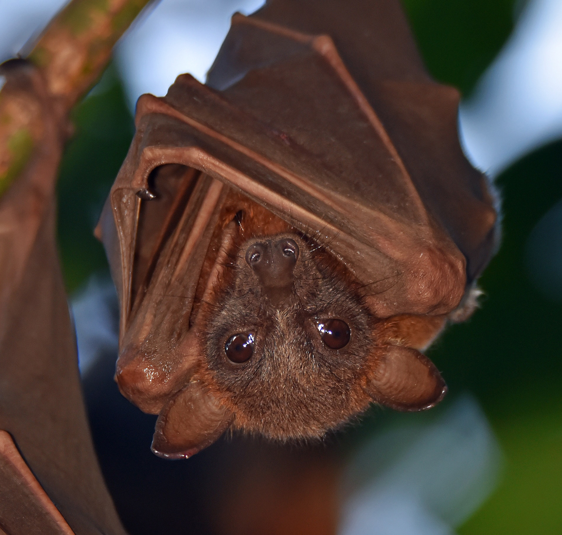 Bat hanging from a tree.